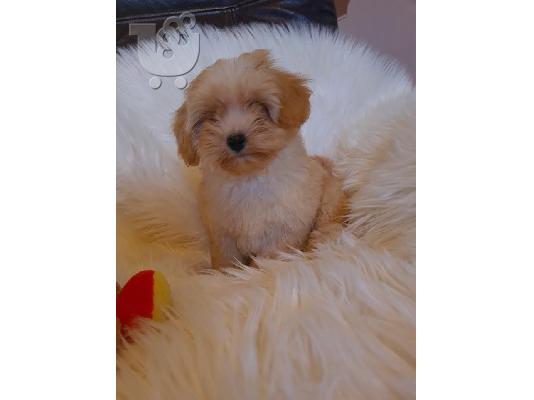 Κουτάβια Maltipoo